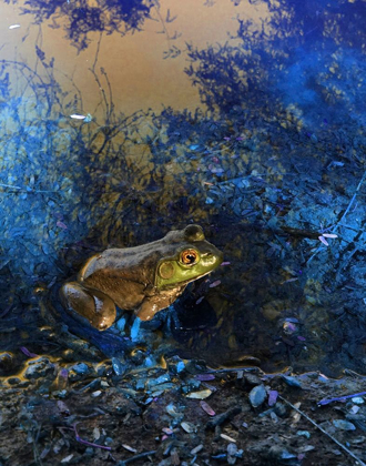 Picture of FROG I