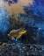 Picture of FROG I