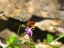 Picture of INSECT I