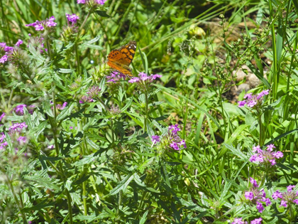 Picture of BUTTERFLY I