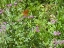 Picture of BUTTERFLY I