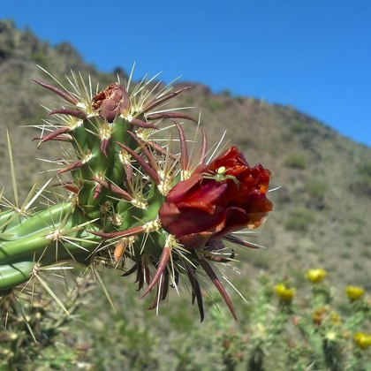 Picture of CHOLLA BLOOM IV : CRAB SPIDER