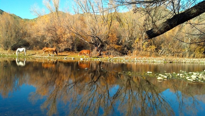 Picture of WILD HORSES III