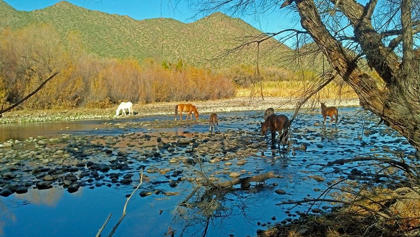 Picture of WILD HORSES IV