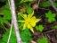 Picture of COLUMBINE