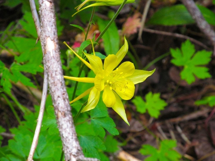 Picture of COLUMBINE