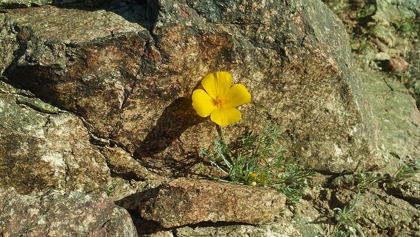 Picture of POPPIES I