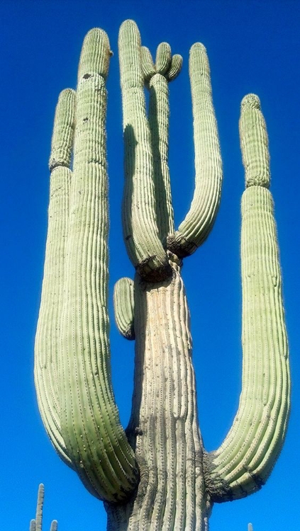 Picture of SAGUARO 1