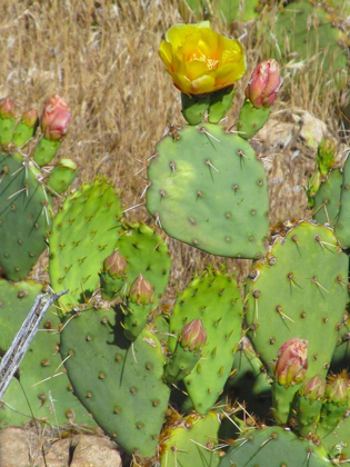 Picture of PRICKLY PEAR II