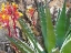 Picture of ROCK ECHEVERIA II W/ AGAVE