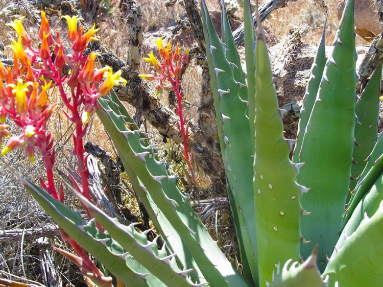 Picture of ROCK ECHEVERIA II W/ AGAVE