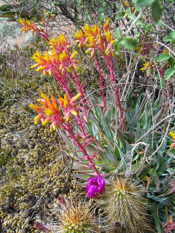 Picture of ROCK ECHEVERIA III W/ HEDGEHOG CACTUS