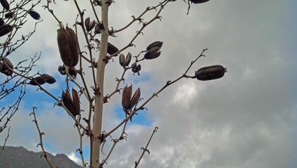 Picture of YUCCA PODS