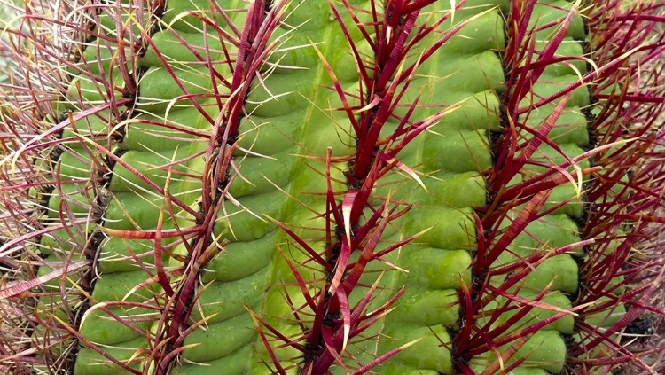 Picture of BARREL CACTUS