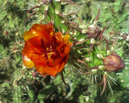 Picture of CHOLLA BLOOM I