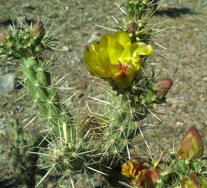 Picture of CHOLLA BLOOM II