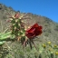 Picture of CHOLLA BLOOM III