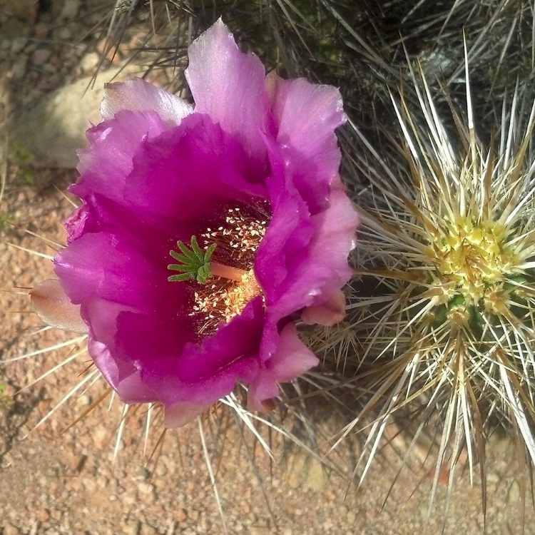 Picture of HEDGEHOG BLOOM I