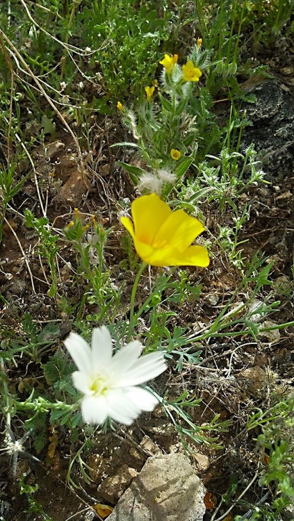 Picture of WILDFLOWERS I