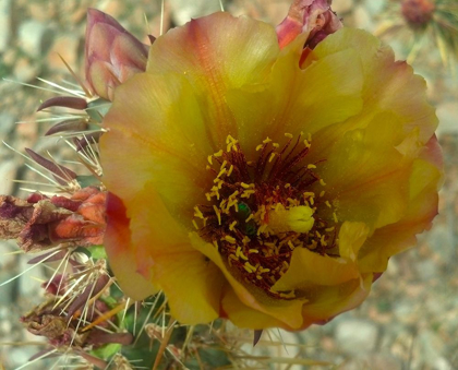 Picture of CHOLLA BLOOM V