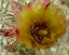 Picture of CHOLLA BLOOM V