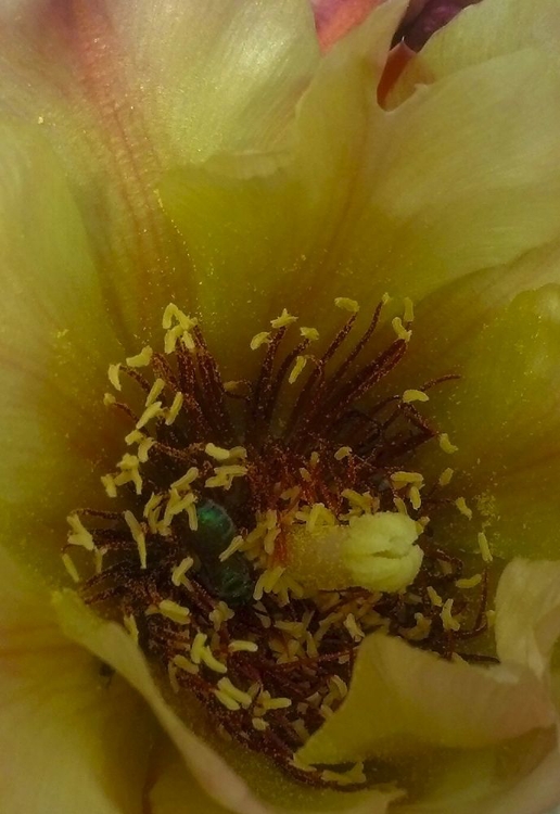 Picture of CHOLLA BLOOM VI