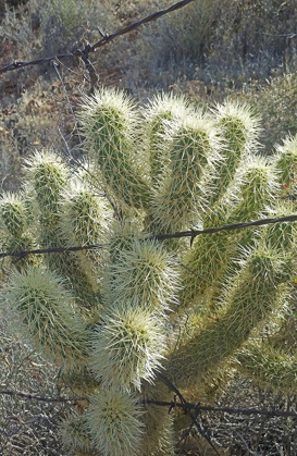 Picture of TEDDY BEAR CHOLLA