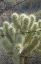 Picture of TEDDY BEAR CHOLLA