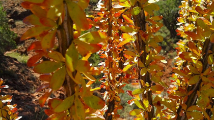 Picture of OCOTILLO |: FALL COLORS