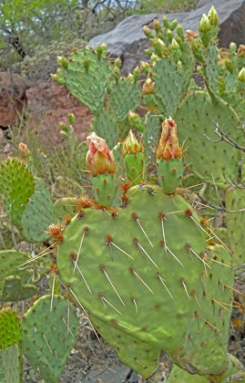 Picture of PRICKLY PEAR I: HEART