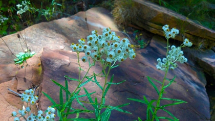 Picture of PEARLY EVERLASTING
