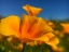 Picture of POPPIES III
