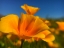 Picture of POPPIES III