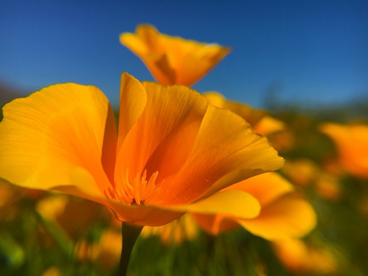 Picture of POPPIES III