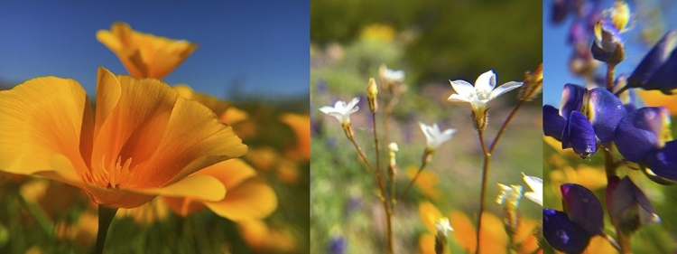 Picture of WILDFLOWER COLLAGE