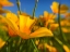 Picture of WILDFLOWER VII