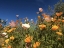 Picture of WILDFLOWER X