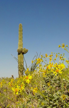 Picture of DESERT SCAPE 3