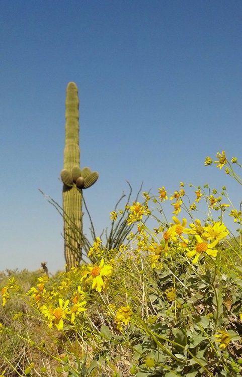 Picture of DESERT SCAPE 3