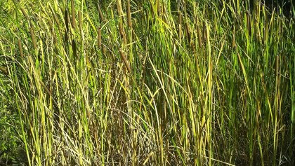 Picture of ROPER LAKE II: GRASSES I