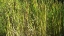 Picture of ROPER LAKE II: GRASSES I