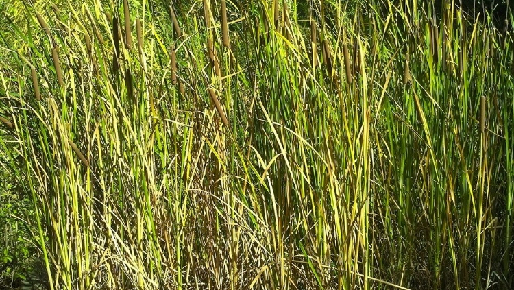 Picture of ROPER LAKE II: GRASSES I