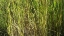 Picture of ROPER LAKE III: GRASSES II