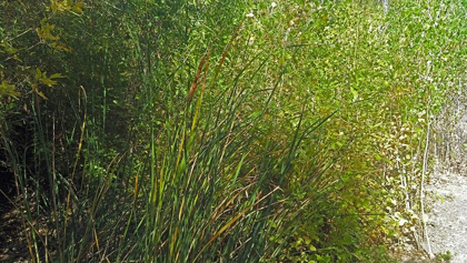 Picture of ROPER LAKE IV: GRASSES III