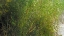 Picture of ROPER LAKE IV: GRASSES III