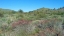 Picture of DESERT SCAPE 5: PENSTEMON