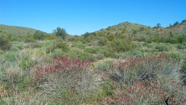 Picture of DESERT SCAPE 5: PENSTEMON