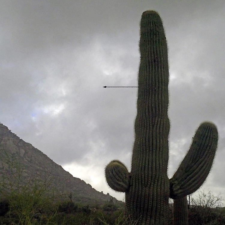 Picture of SAGUARO ARROW