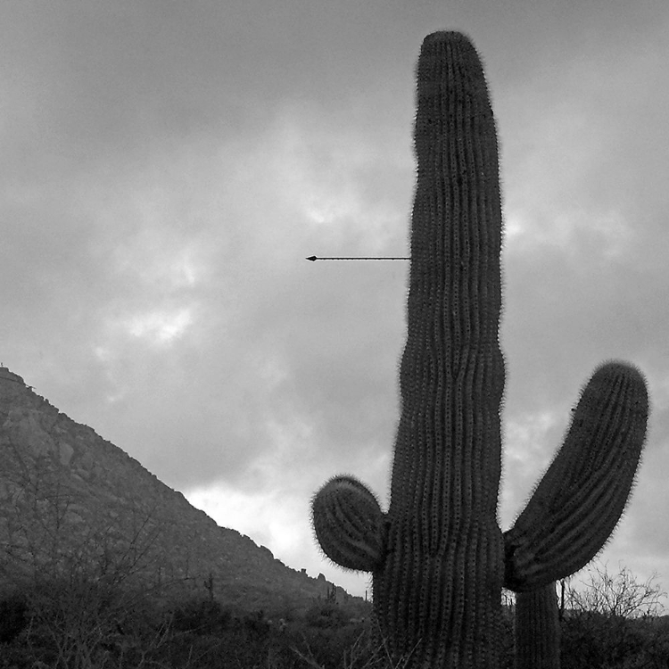 Picture of SAGUARO ARROW BANDW