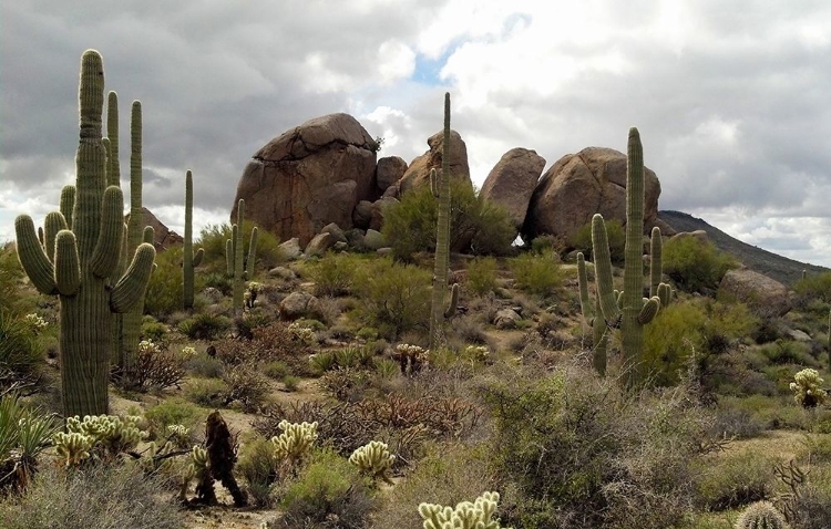 Picture of CATHEDRAL ROCK